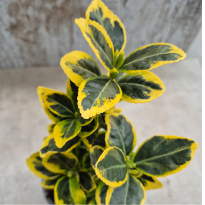 EUONYMUS JAPONICUS MARIEKE