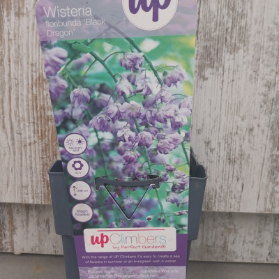 WISTERIA BLACK DRAGON