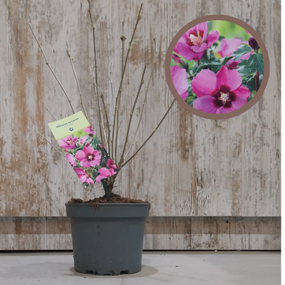 HIBISCUS SYRIACUS
