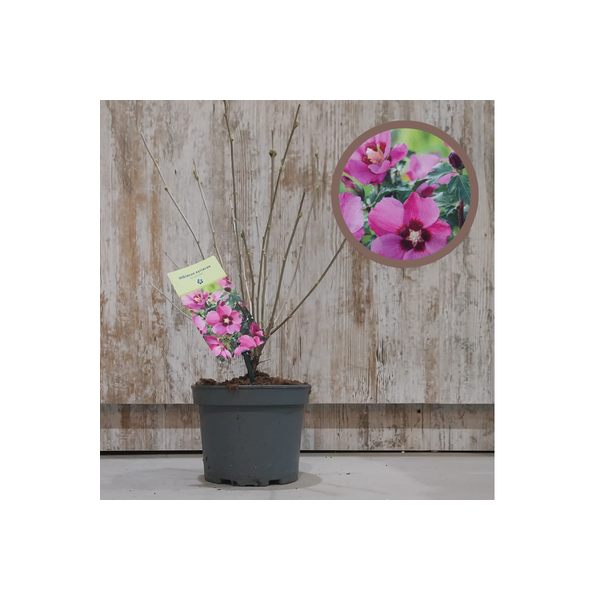 HIBISCUS SYRIACUS