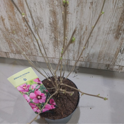 HIBISCUS SYRIACUS