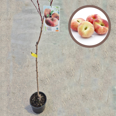 PARAGUAYO MELOCOTONERO (17 cm pot)