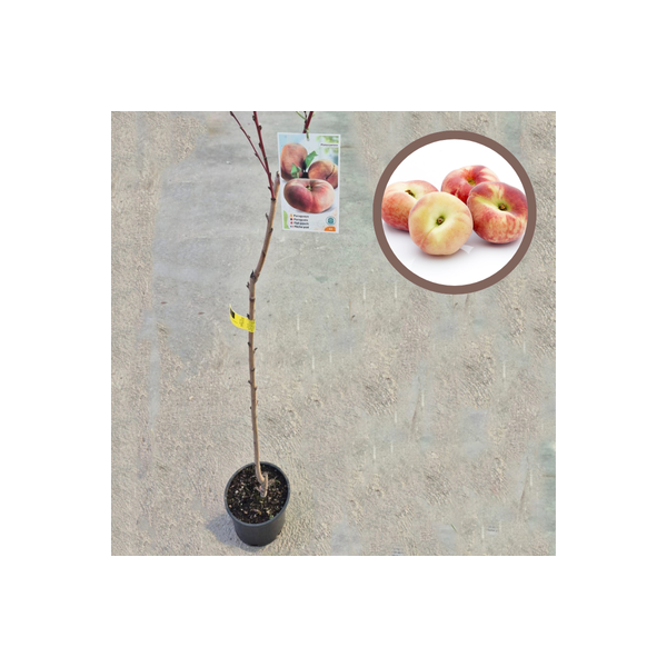 PARAGUAYO MELOCOTONERO (17 cm pot)