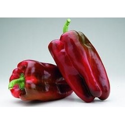 Comprar Pimientos Lamuyo - Mata de Pimiento (Cabañero)