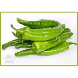 PIMIENTO OLAYA (italiano) - Lote 104 uds.