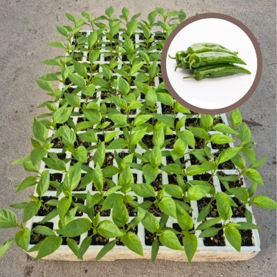 copy of PLANTAS DE PIMIENTO OLAYA