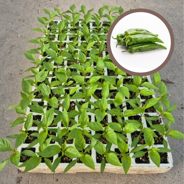 PIMIENTO OLAYA (italiano) - Lote 104 uds.