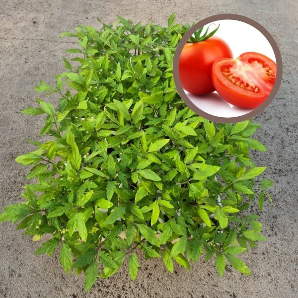 Pack 104 uds. PLANTAS DE TOMATE OPTIMA