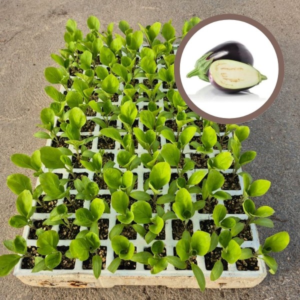 Comprar Planta de Berenjena Calanda (Negra) |  El Huerto Deitana ®