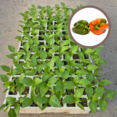 copy of PLANTAS DE PIMIENTO LAMUYO