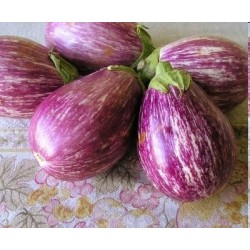 Plantas de berenjena listada de Gandía - Comprar berenjenas planta