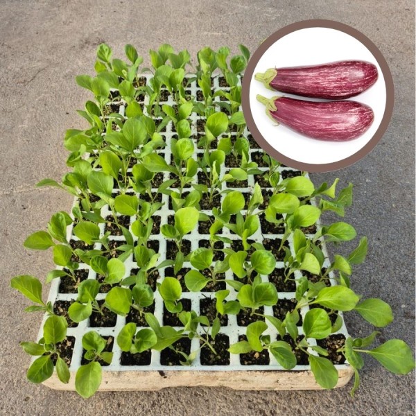 Plantas de berenjena listada de Gandía - Comprar berenjenas planta