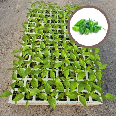 PIMIENTO PADRON - Lote 104 uds.