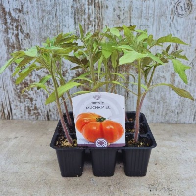 Plantas de tomate Muchamiel - Comprar plantas tomates Muchamiel