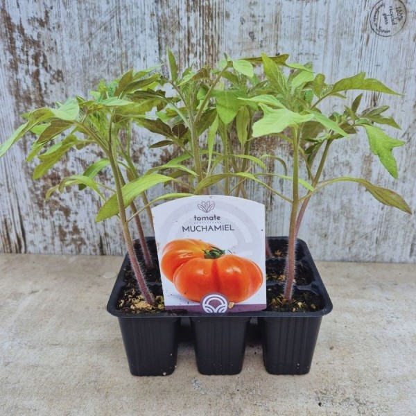 TOMATE MUCHAMIEL - Lote 9 uds.