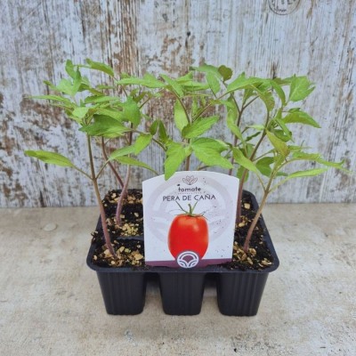PLANTAS DE TOMATE FLORTYL (PERA CAÑA)
