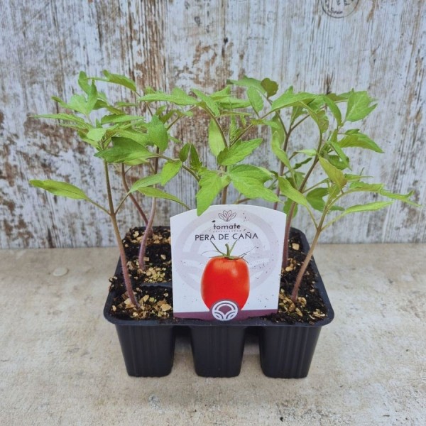 PLANTAS DE TOMATE FLORTYL (PERA CAÑA)