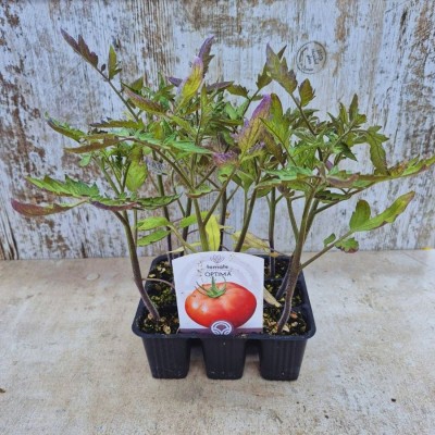 Optimal tomato plants
