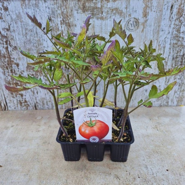 Optimal tomato plants