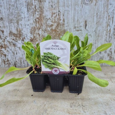 Pack 9 pcs. WHITE PENCA GREEN ACELGA FLOOR
