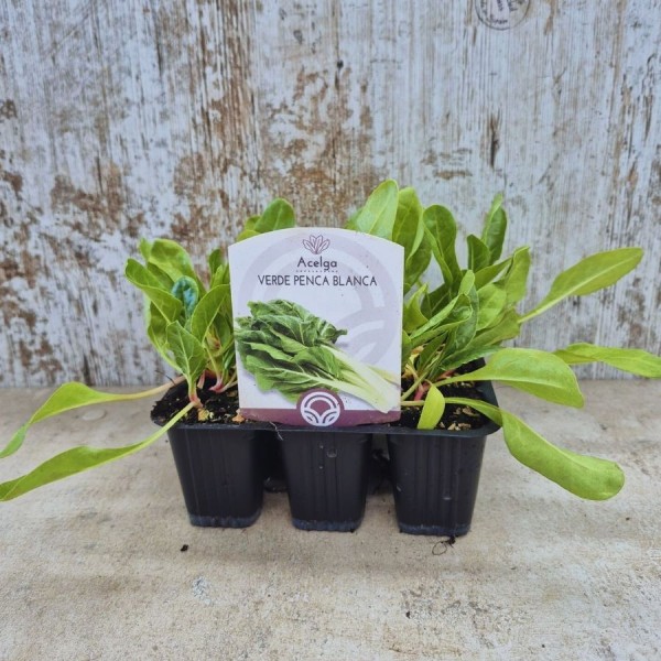Pack 9 pcs. WHITE PENCA GREEN ACELGA FLOOR