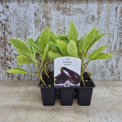 Comprar Planta de Berenjena Calanda (Negra) |  El Huerto Deitana ®