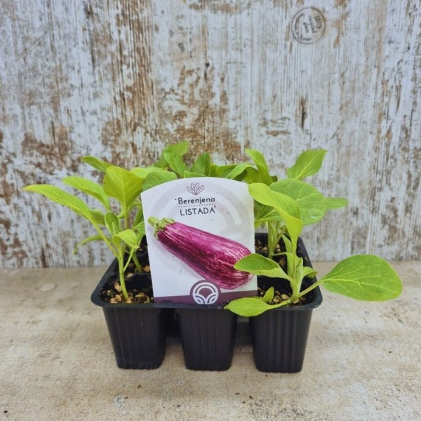 Plantas de berenjena listada de Gandía - Comprar berenjenas planta