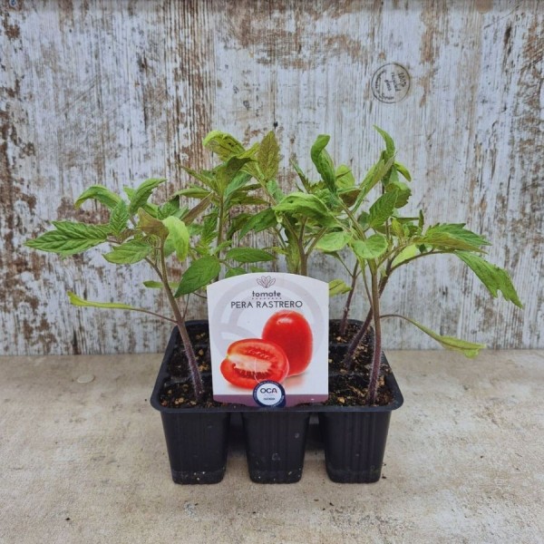 Pack 9 pcs. TOMATE PLANTS DIEZMIL 97 (Pera Rastrero)