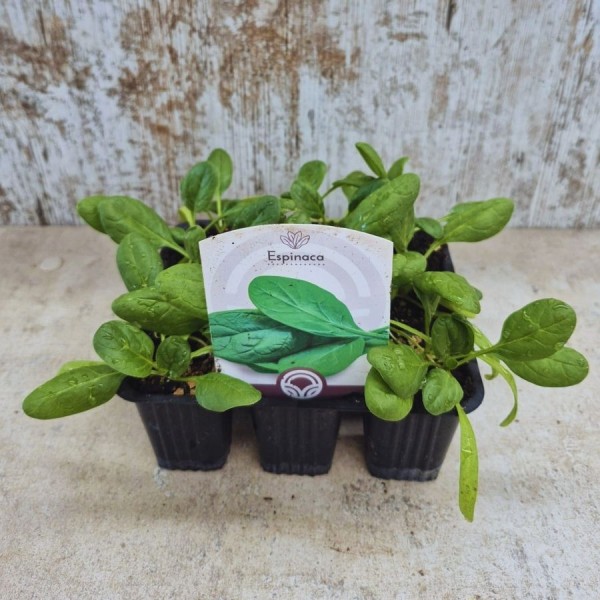 Pack 9 uds. ESPINACAS