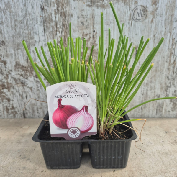 Cebolla morada de Amposta - Cebolla planta