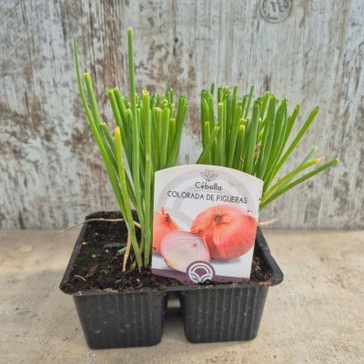 Cebolla colorada de Figueras (Ramiro Arnedo)