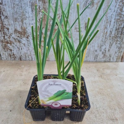 Plantas de ajos puerros - Plantar puerros