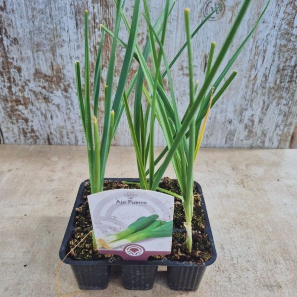 Plantas de ajos puerros - Plantar puerros
