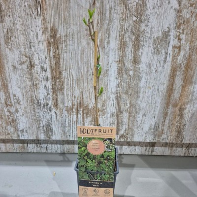 copy of PLATANERA CANARIA CAVENDISH - MUSA ACUMINATA FTL