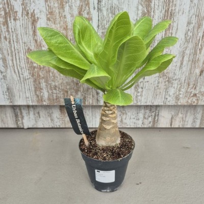 BRIGHAMIA INSIGNIS (PALMERA HAWAIANA)