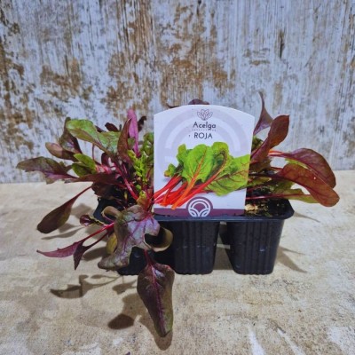 Acelga Verde de penca blanca - El Huerto Deitana