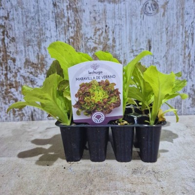 Plantas de legucha maravilla de verano - Comprar planta lechuga maravilla