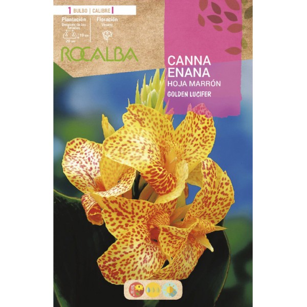 CANNAS GOLDEN LUCIFER -AMARILLO, MOTEADO