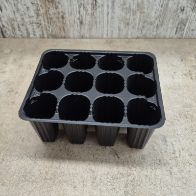 Do you need a semperviven cypress? Visit our catalogue