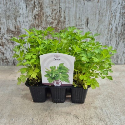 copy of MENTA CHOCOLATE C10 BRM