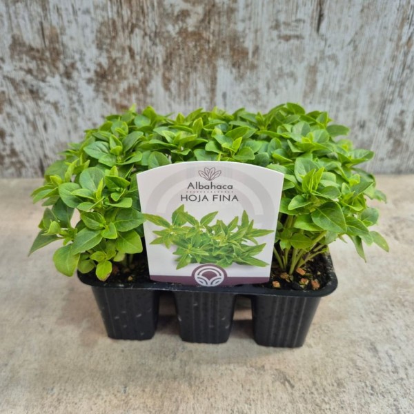 ALBAHACA de hoja fina - Ocimum basilicum Lote 9 uds