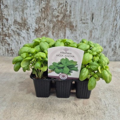 copy of LEMON MINT C10