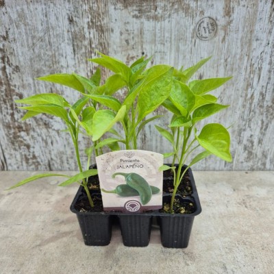 Pimiento jalapeño | El Huerto Deitana ®