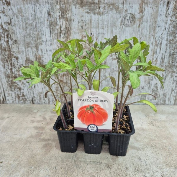 Pack 9 uds. PLANTAS DE TOMATE CORAZÓN DE BUEY