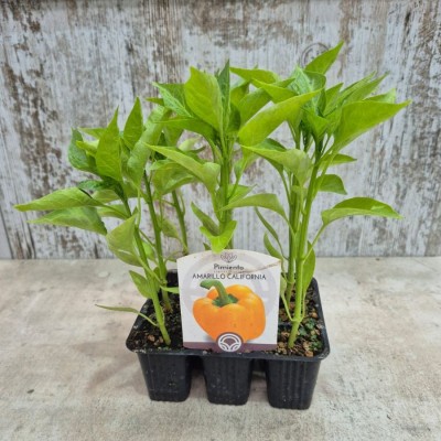 Pack 9 pcs. ANITO PIMIENTO (YELLOW)