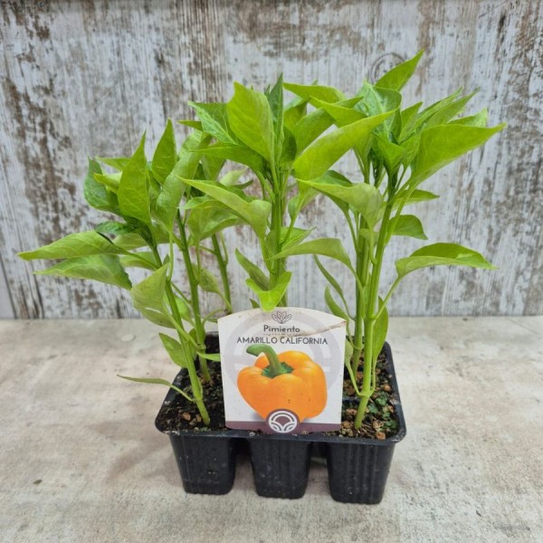 PIMIENTO AMARILLO CALIFORNIA - Lote 9 uds.