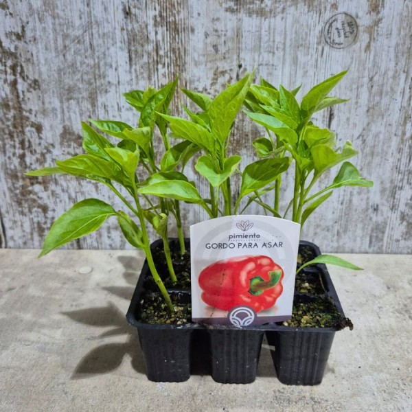 Comprar Pimientos Lamuyo - Mata de Pimiento (Cabañero)