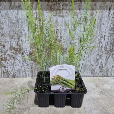 Comprar mata de Esparrago Verdes y Blancos |  El Huerto Deitana ®