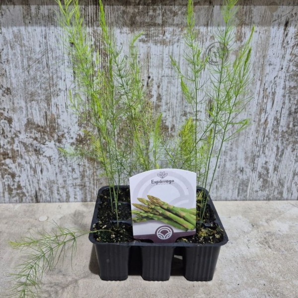 Comprar mata de Esparrago Verdes y Blancos |  El Huerto Deitana ®