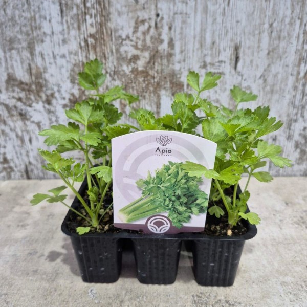 PLANTAS DE APIO